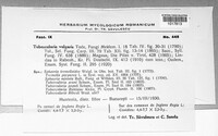 Tubercularia vulgaris image